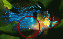 blue_ram_mage222.gif blue_ram_mage222.gif