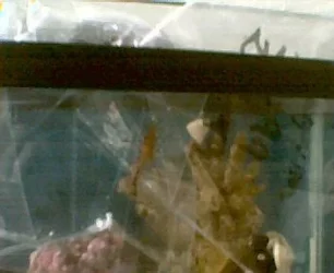 shrimp.webp