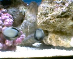 margarita_snails_2.jpg