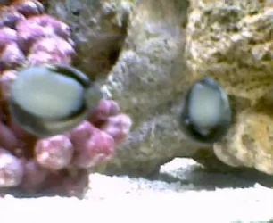 margarita_snails.webp