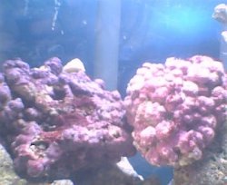 astrea_snail.jpg