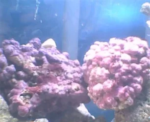 astrea_snail.webp