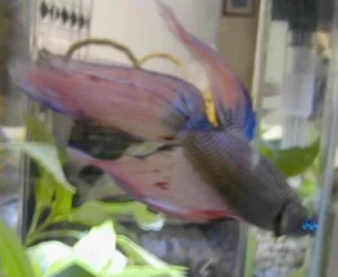 Betta1.webp Betta1.webp