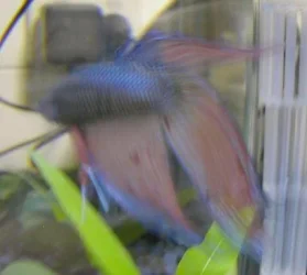 Betta2.webp Betta2.webp