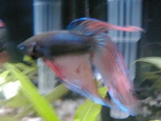 Betta3.webp Betta3.webp
