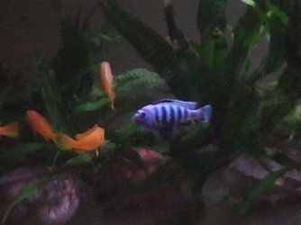 Fishy_164.jpg