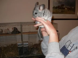 greychin51106__Small_.webp