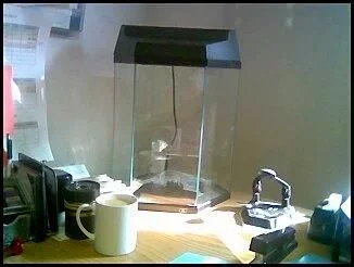 Tank.webp