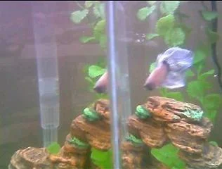 FIsh.webp