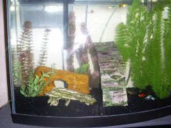fish1.JPG