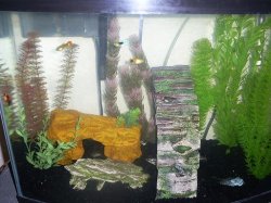 fish2.JPG