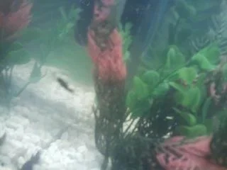 babyfishie.webp