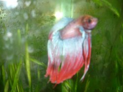 webbey.jpg webbey.jpg