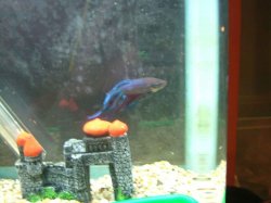 DSCF2639.jpg DSCF2639.jpg