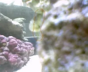 algae.webp