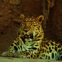 Amur_Leopard__Eye_mod_.webp