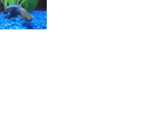 Fish_for_net.webp