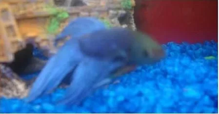 Fish_004.webp