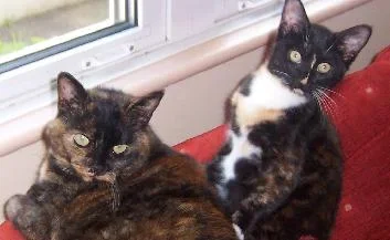 tia_and_honey.webp