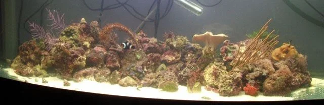newtank1.webp