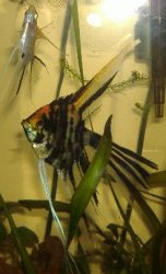 angelfish3.JPG