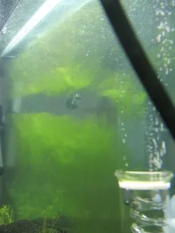 algae_004.webp