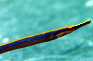 pipefish.webp