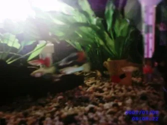 Little_school_of_Gups.webp Little_school_of_Gups.webp