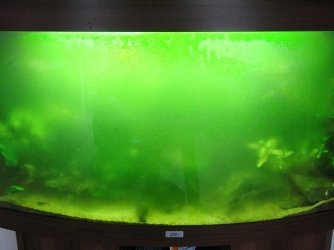 algae_002.JPG