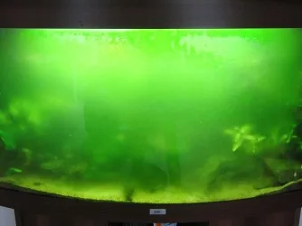 algae_002.webp