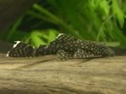 pleco2.jpg