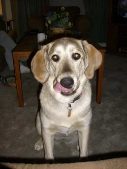 Lola_1.webp