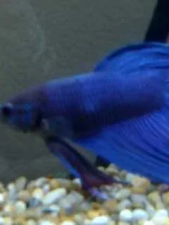 Betta.webp