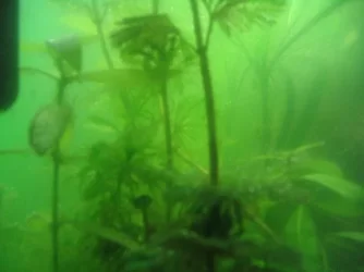 algae_002.webp