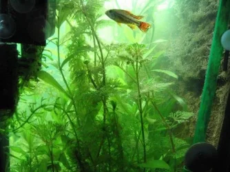 algae_006.webp