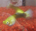 guppyfemale.gif guppyfemale.gif
