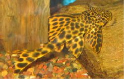 Golden_Black_Spot.jpg