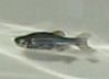 humpback_3.jpg