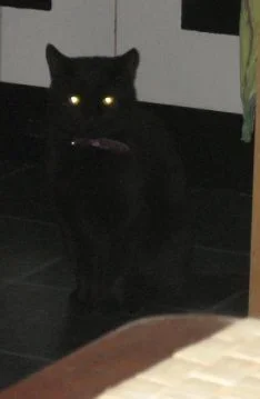 blinky.webp