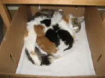 brandy_fedup_an_feeding.webp