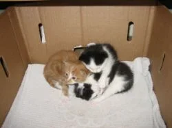 3_babies.webp