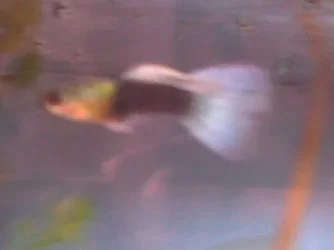 fish.webp