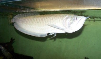 silver_arowana_new_2.jpg