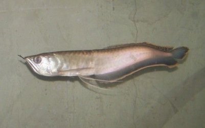 black_arowana_new_1.jpg