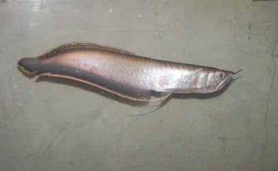 black_arowana_new_2.jpg