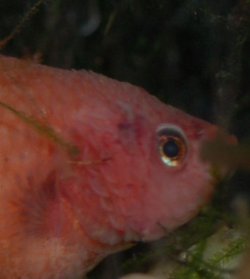 betta_prob.JPG betta_prob.JPG