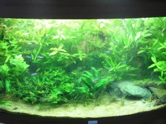 algae_005.webp