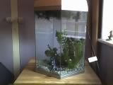 betta_tank.jpg
