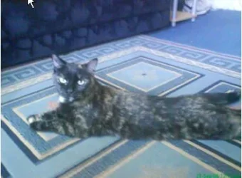 Fluffy.webp