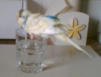 Budgee_Boy_Splashing.jpg Budgee_Boy_Splashing.jpg